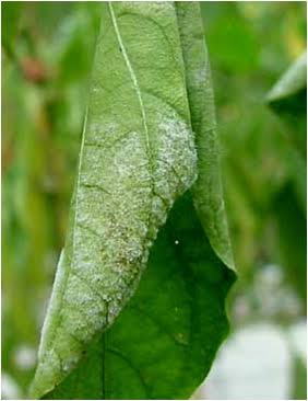 Powdery Mildew